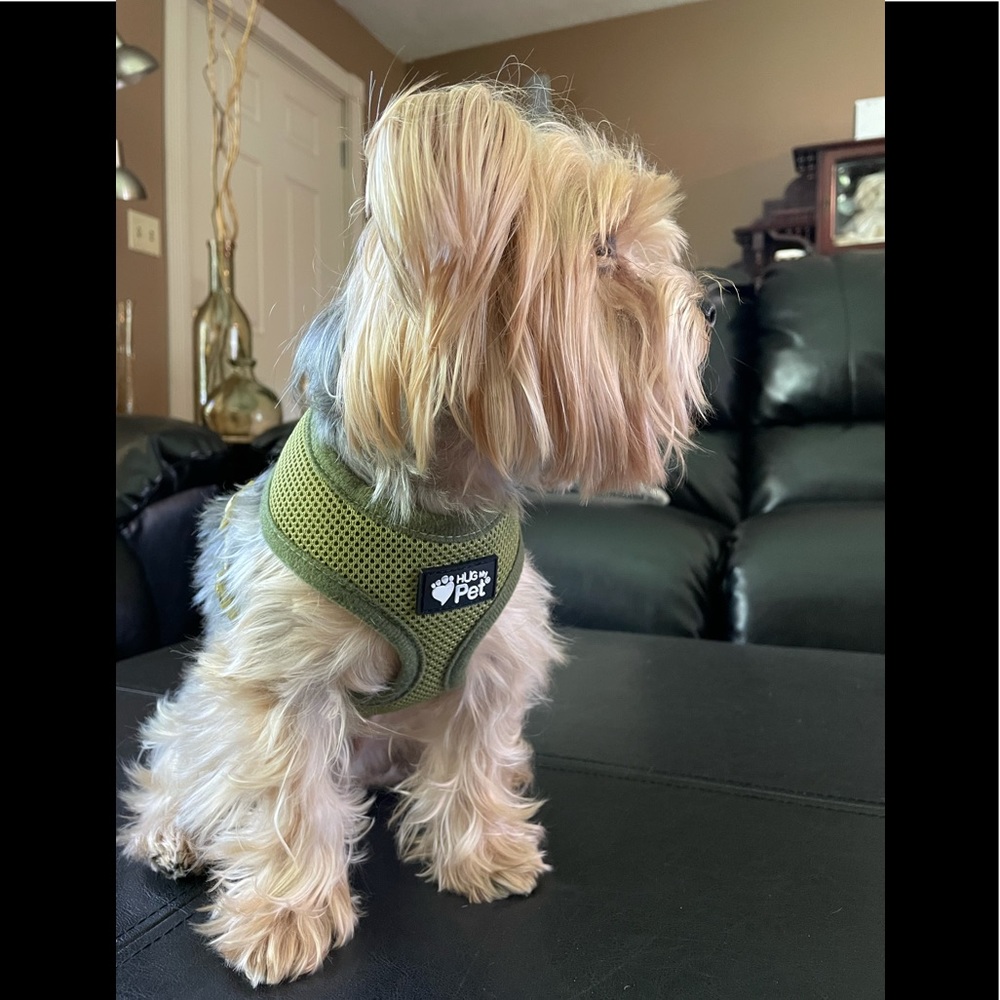 X-SMALL DOG HARNESS ( DOG NOT INCLUDED )